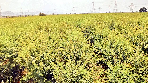 కంది రైతు ఖుషీ..