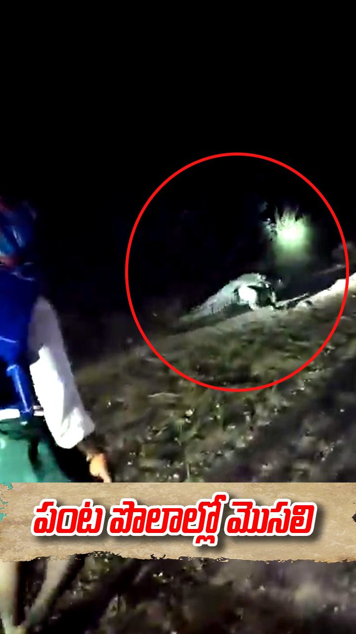 పంట పొలాల్లో మొస‌లి క‌ల‌క‌లం