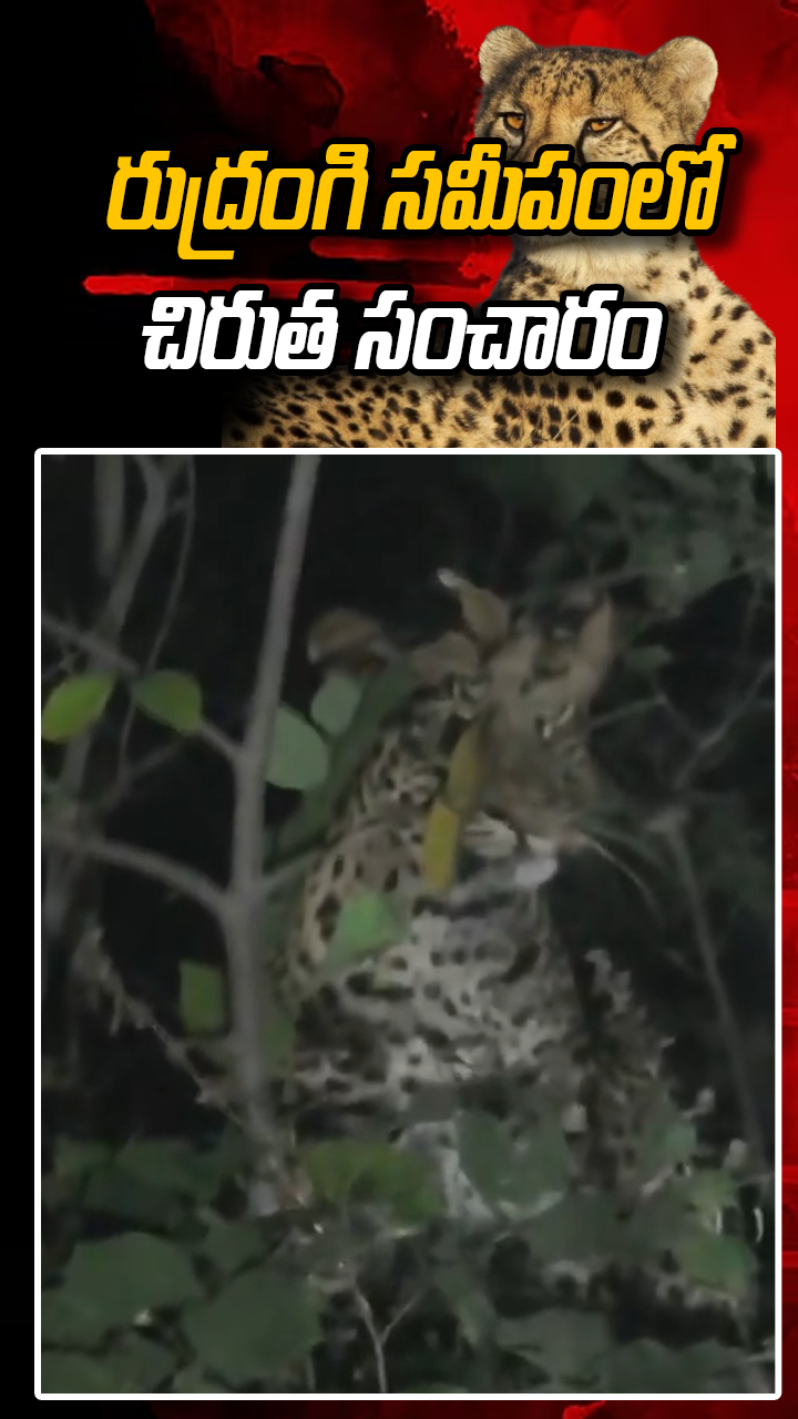 రుద్రంగి సమీపంలో చిరుత సంచారం