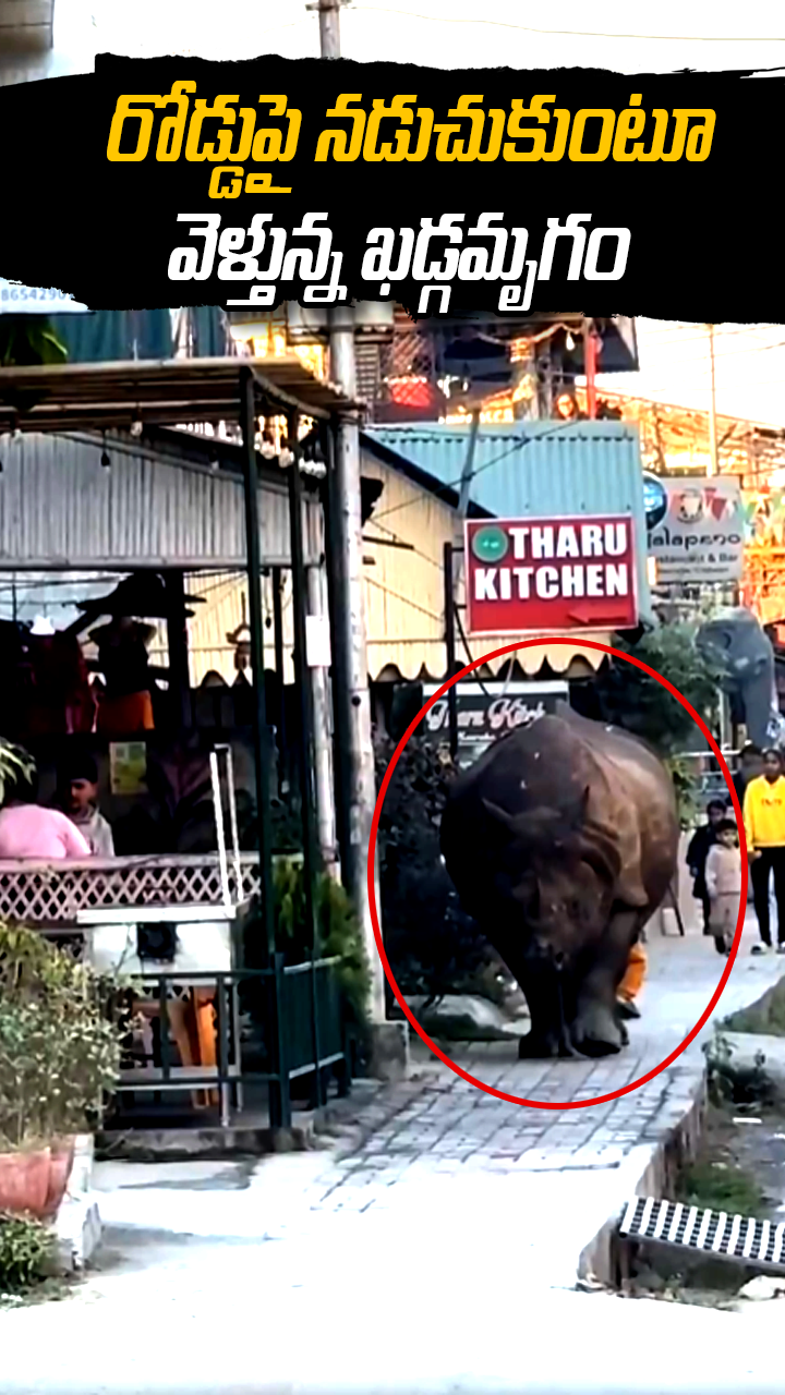 రోడ్డుపై నడుచుకుంటూ వెళ్తున్న ఖడ్గమృగం