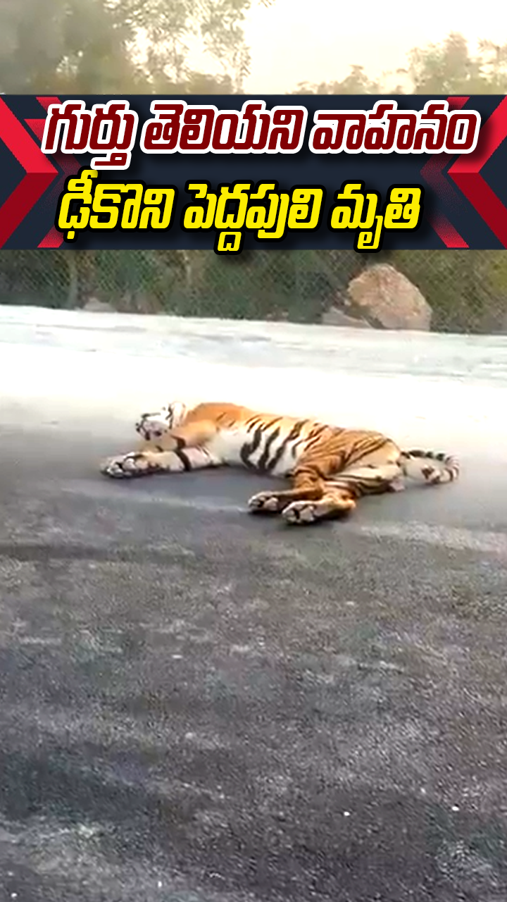 గుర్తు తెలియని వాహనం ఢీకొని పెద్దపులి మృతి 