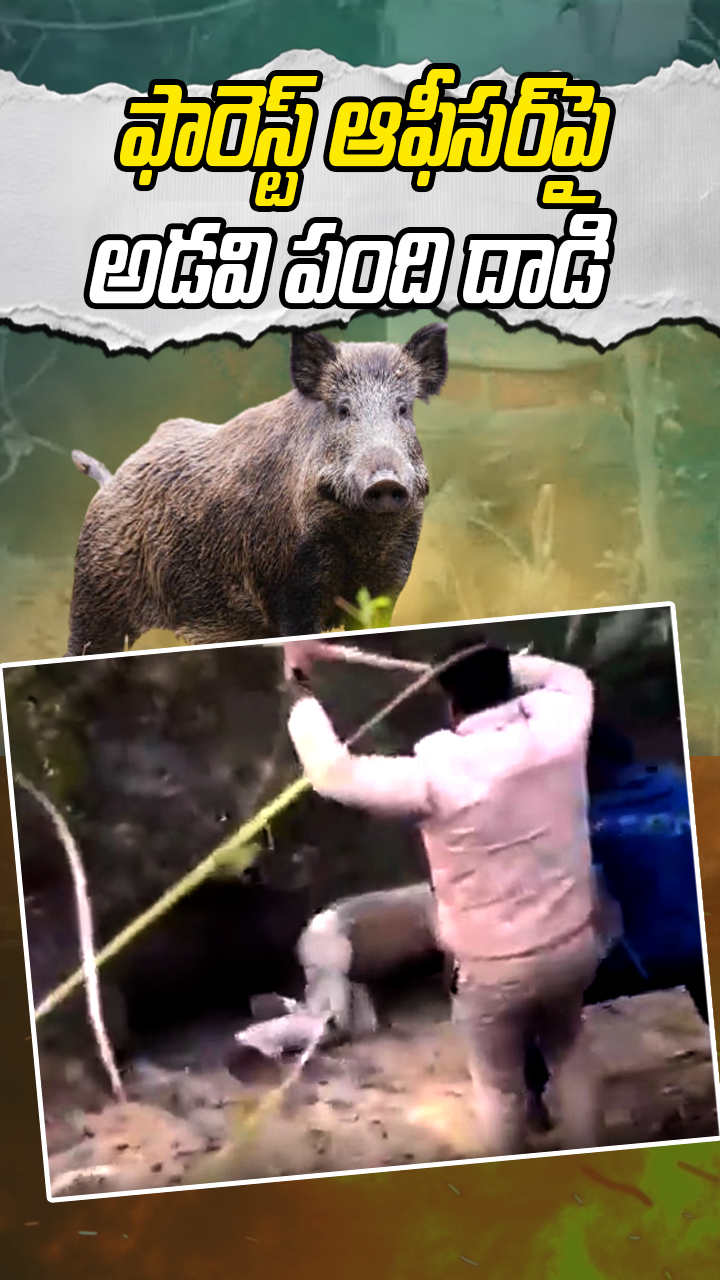ఫారెస్ట్ ఆఫీసర్‌పై అడవి పంది దాడి