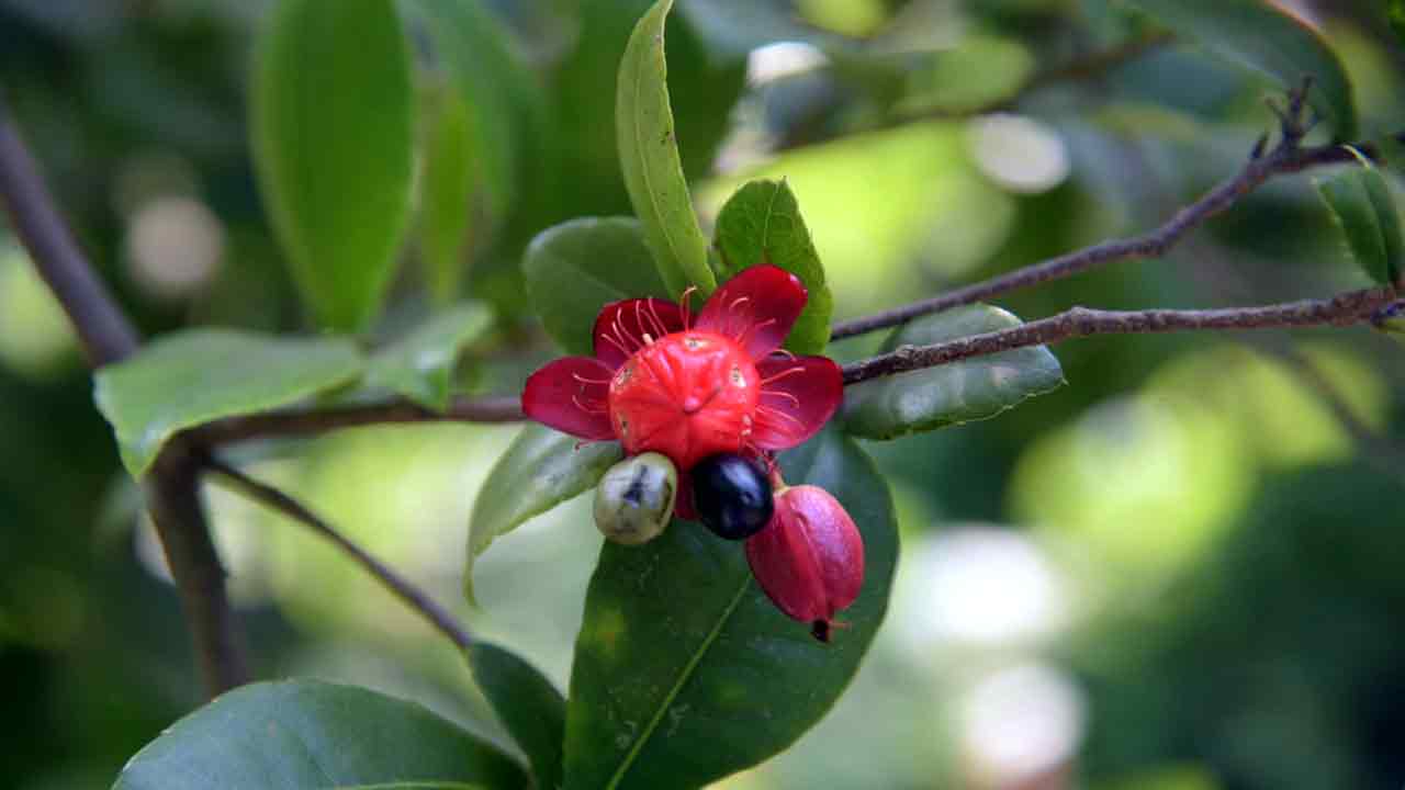 Photo Story: స్టీమ్ రోడ్ రోలర్ నుంచి పింక్ కలర్ పుట్టగొడుగు వరకూ.. ఆశ్చర్యపరిచే చిత్రాలు మీ కోసం.. 