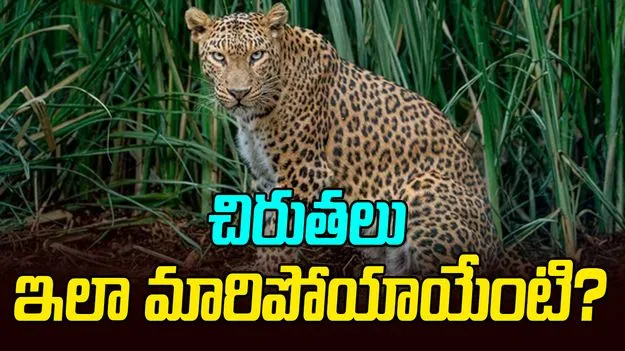 Leopards In Sugarcane Fields: చిరుతల్ని పాడు చేస్తున్న చెరుకు తోటలు.. సీను మొత్తం మారిపోయింది..