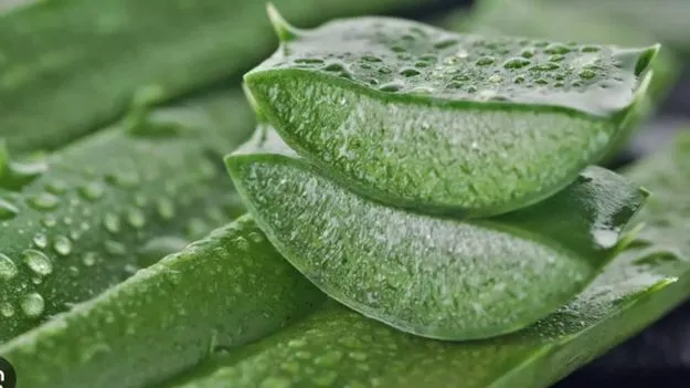 Aloe Vera Health Risks: కలబంద వీరికి విషంతో సమానం..
