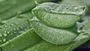 Aloe Vera Health Risks: కలబంద వీరికి విషంతో సమానం..