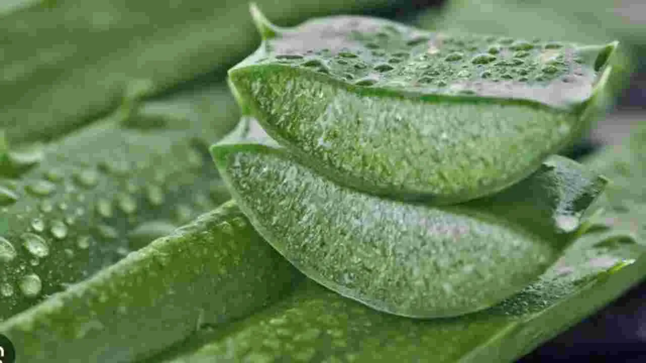Aloe Vera Health Risks: కలబంద వీరికి విషంతో సమానం..