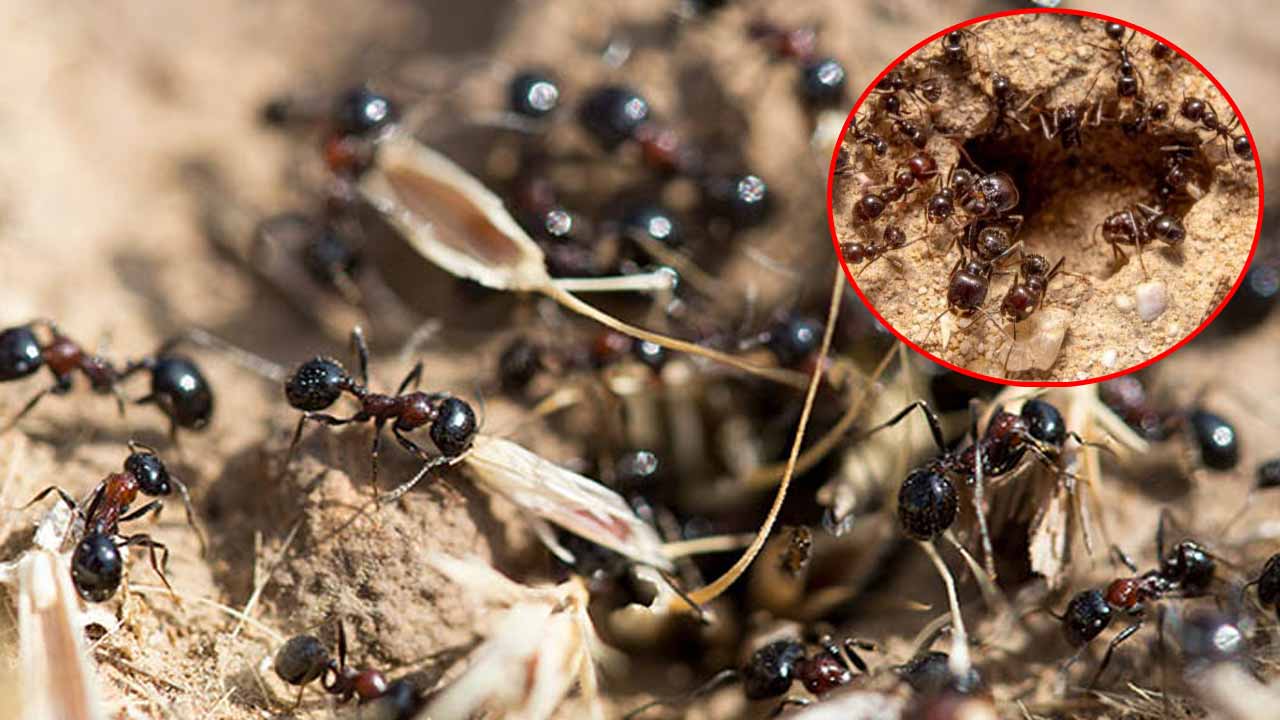 Ants Lifespan: చీమలు ఎంత కాలం జీవిస్తాయో తెలుసా.. సమాధానం తెలిస్తే ఆశ్చర్యపోతారు..