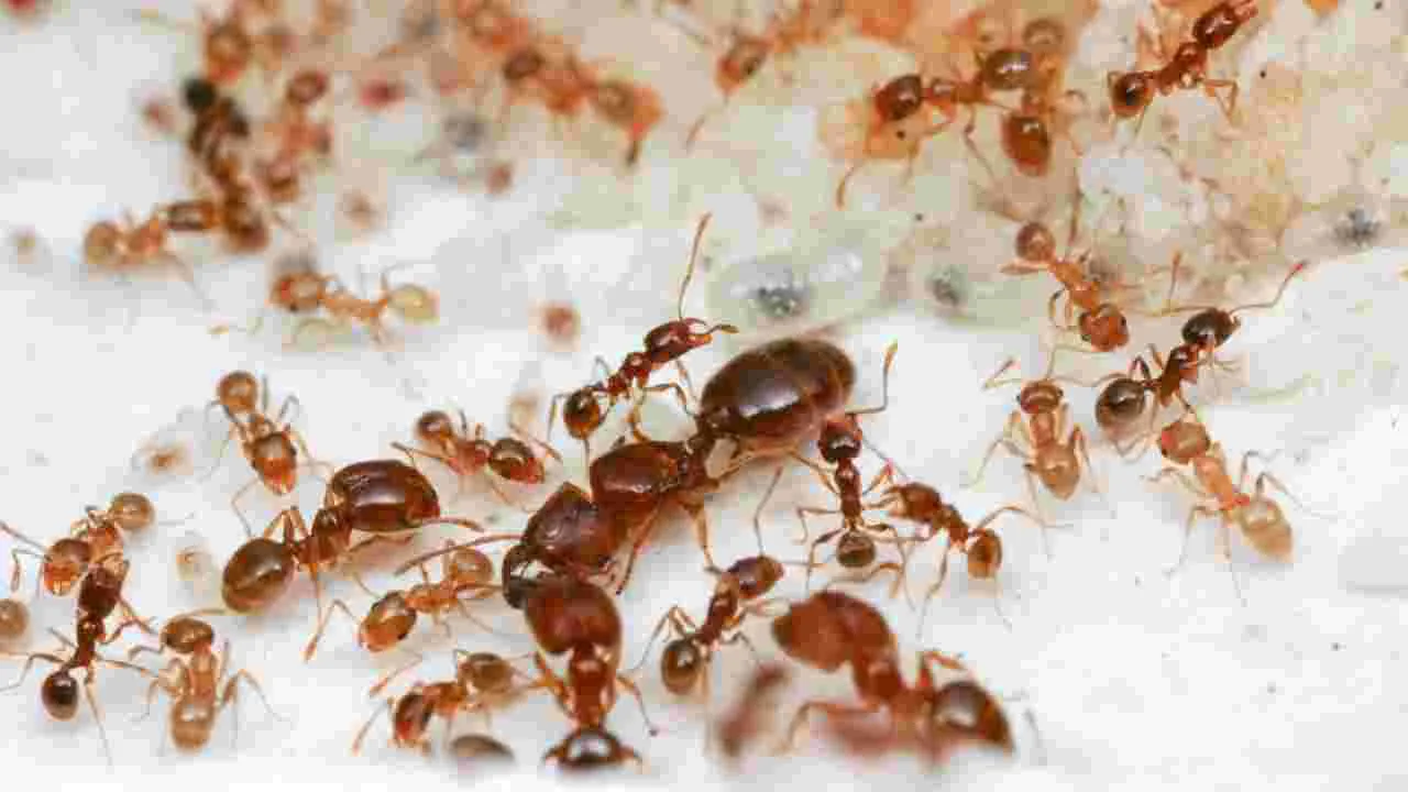 Tips To Get Rid of Ants: చీమలను ఇలా ఇంటి నుండి తరిమికొట్టండి