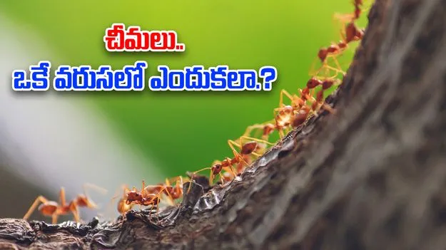 Why Ants Move In A Line?: చీమలు అలా ఒకే వరుసలో వెళ్తుంటాయ్.. ఎందుకు.?