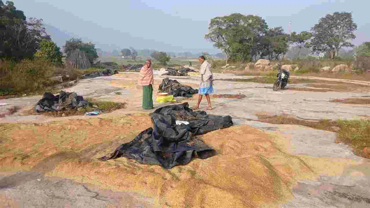 గజదాడులతో వరి రైతులు విలవిల