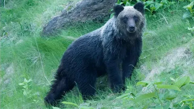 Bear Attack: అల్లూరి ఏజెన్సీలో భయానక ఘటన: నిద్రిస్తున్న వ్యక్తిపై ఎలుగుబంటి దాడి