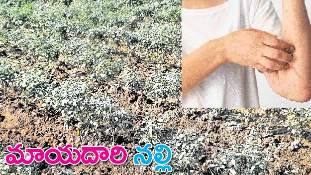 మాయదారి నల్లి