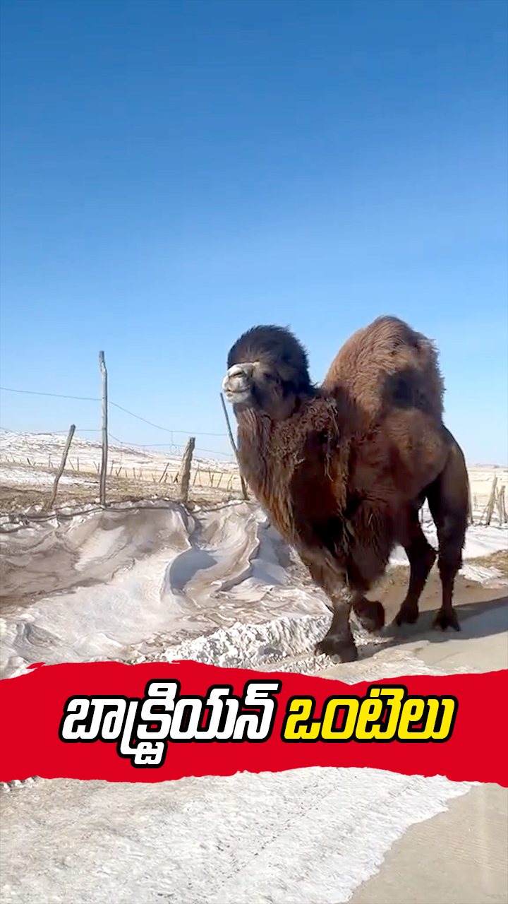 బాక్ట్రియన్ ఒంటెలు