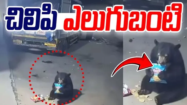 Bear Stealing Chips: చిప్స్ ప్యాకెట్‌ను కొట్టేసిన ఎలుగుబంటి.. వీడియో వైరల్
