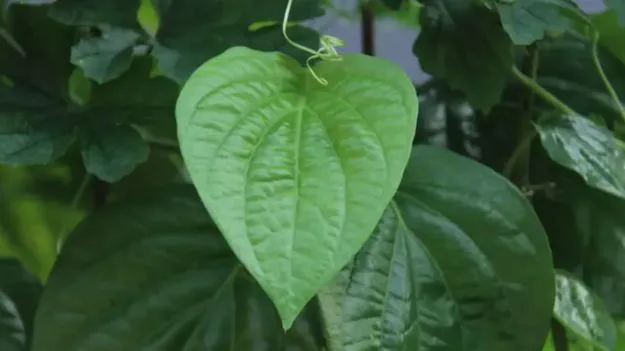 Betel leaf Benefits: ఈ ఆకులో అద్భుతమైన ఔషధ గుణాలున్నాయి.!