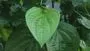 Betel leaf Benefits: ఈ ఆకులో అద్భుతమైన ఔషధ గుణాలున్నాయి.!