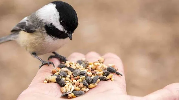 Benefits of Feeding Animals: మూగ జీవాలకు ఆహారం పెడితే.. కలిగే ప్రయోజనాలు.. 