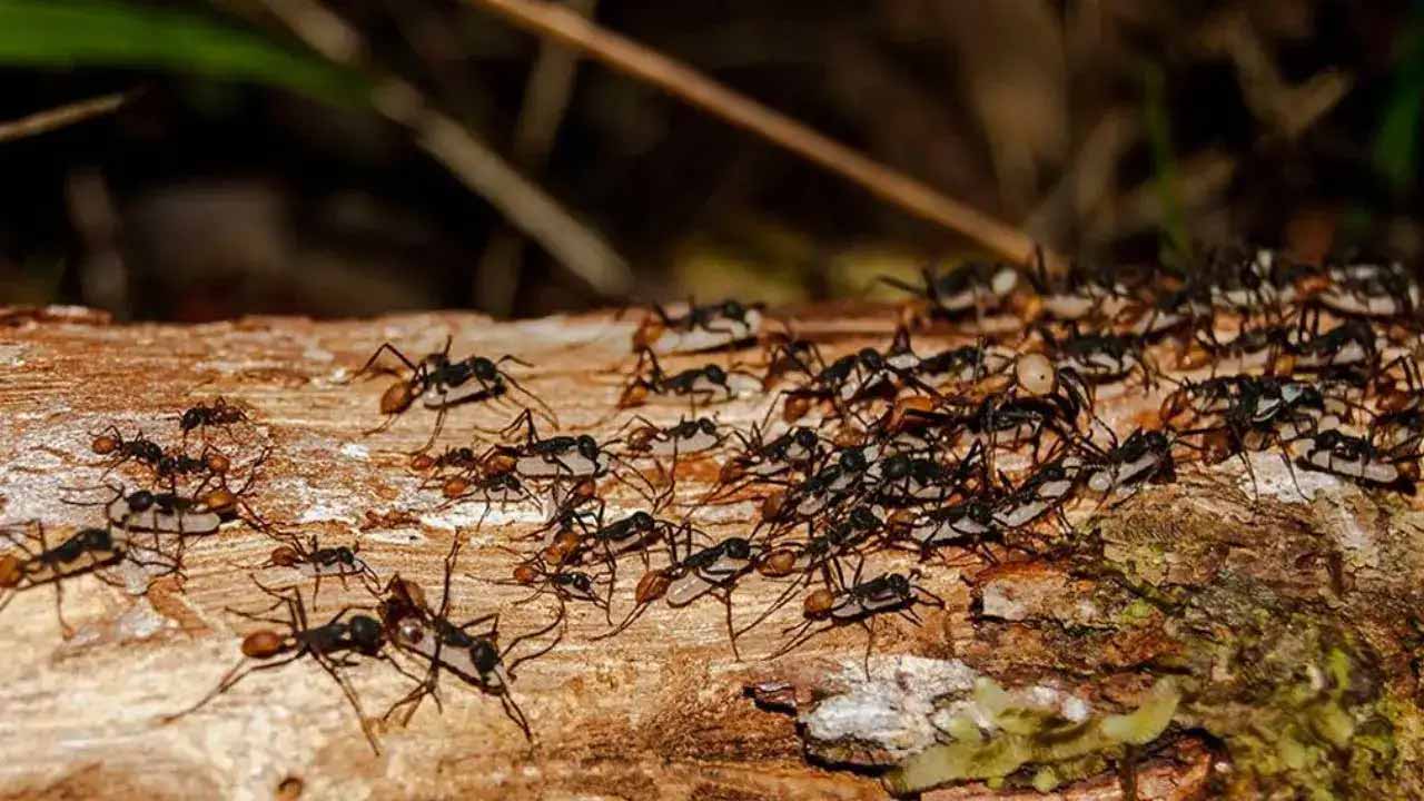 Ants Lifespan: చీమలు ఎంత కాలం జీవిస్తాయో తెలుసా.. సమాధానం తెలిస్తే ఆశ్చర్యపోతారు..