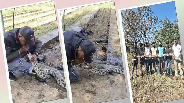 Gujarat: నువ్వు గ్రేట్ భయ్యా.. కొండచిలువకు సీపీఆర్ చేసి..