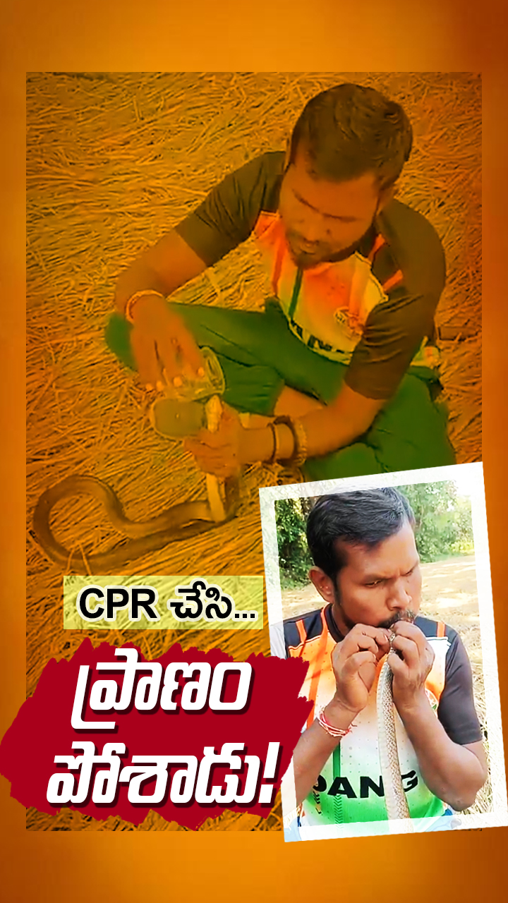 విద్యుత్ షాక్ కారణంగా పడిపోయిన పాముకు...