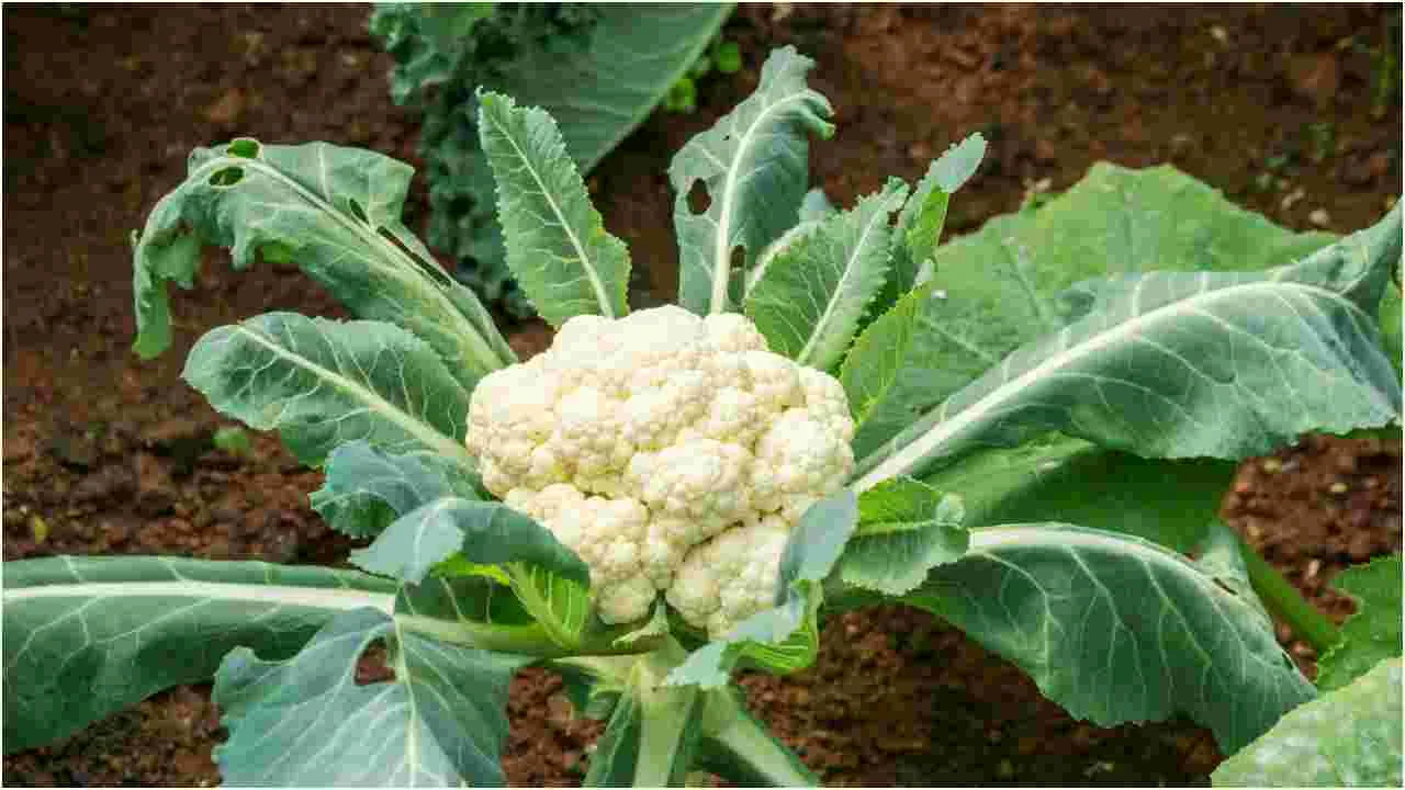 Cauliflower Quality Check: కాలీఫ్లవర్ కొనడంలో ఈ పొరపాటు చేయకండి..