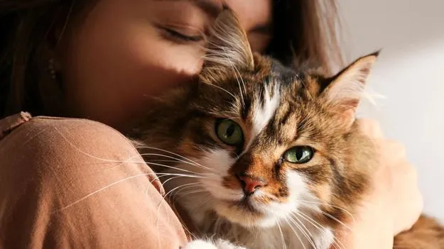 Cat Care Tips: పిల్లిని పెంచుకుంటున్నారా? జాగ్రత్త