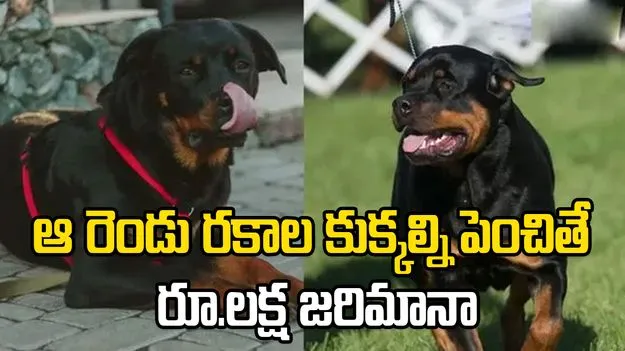 GCC: ఆ రెండు రకాల కుక్కల్ని పెంచితే రూ.లక్ష జరిమానా 