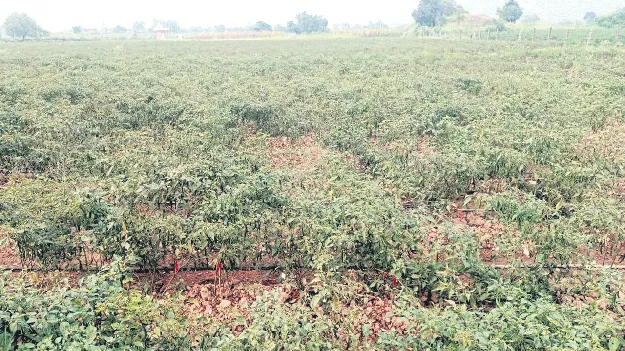 పురుగుల ఉధృతి.. తెగుళ్ల దాడి