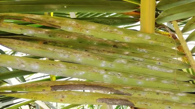 కొబ్బరిపై తెల్ల దోమ