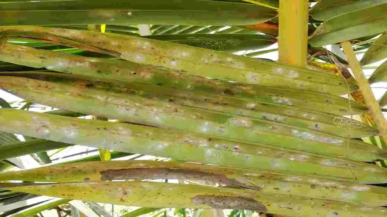 కొబ్బరిపై తెల్ల దోమ