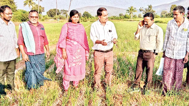 బిందు సేద్యంతో అధిక దిగుబడి