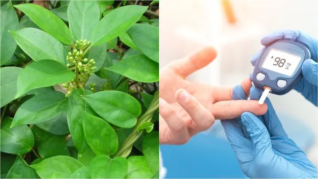 Diabetes Medicinal Plant: డయాబెటిస్ ఉన్నవారికి ఈ మొక్క దివ్వ ఔషధం.!