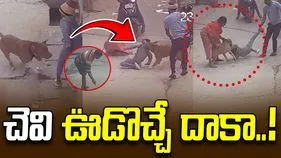 Dog attack on Boy: బాలుడిపై శునకం దాడి.. తెగిపడిన చెవి