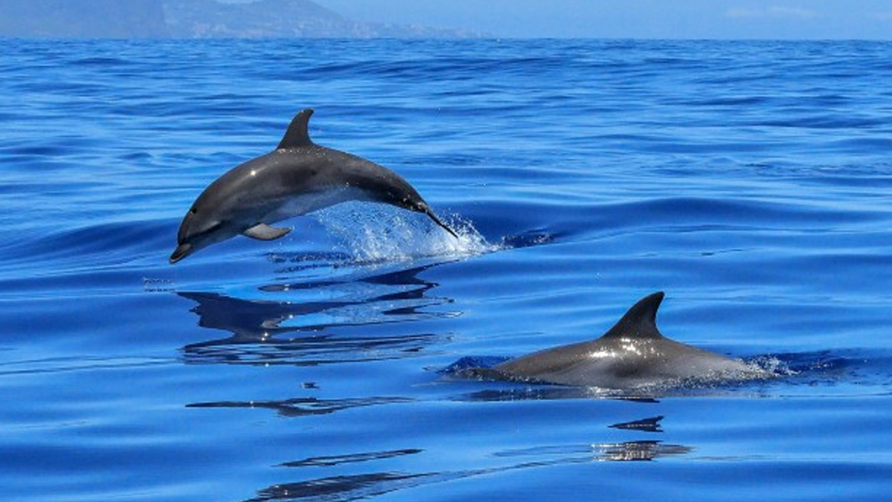 Most Faithful Animals: కుక్కల కంటే విశ్వాసంగా ఉండే.. ఈ 5 జంతువుల గురించి తెలుసా.. 