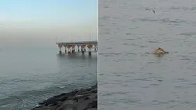Dolphins Viral Video: ముంబయి సముద్ర తీరంలో డాల్ఫిన్ల ఆటలు.. వీడియో వైరల్