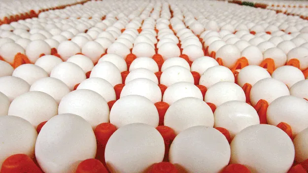 egg Rs.8 కోడిగుడ్డు రూ.8