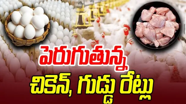 Chicken and Eggs Price Hike: కార్తీక మాసం పూర్తయ్యింది.. చికెన్, గుడ్డు రేట్లు అమాంతం పెరిగాయి