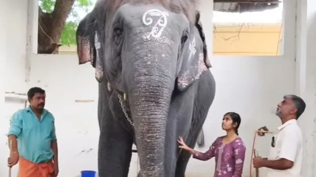 Tiruchendur Temple Elephant Incident: తండ్రిని చంపిన ఏనుగును.. ఆ పిల్లలు ఏం చేశారంటే..