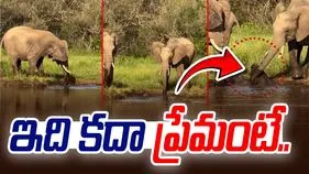 Elephants Viral Video: నీళ్లలో పడిపోయిన ఏనుగు పిల్ల.. చివరకు పెద్ద ఏనుగులు చేసిన పని చూస్తే.. 