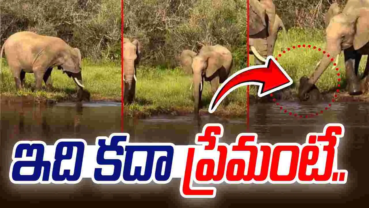 Elephants Viral Video: నీళ్లలో పడిపోయిన ఏనుగు పిల్ల.. చివరకు పెద్ద ఏనుగులు చేసిన పని చూస్తే.. 