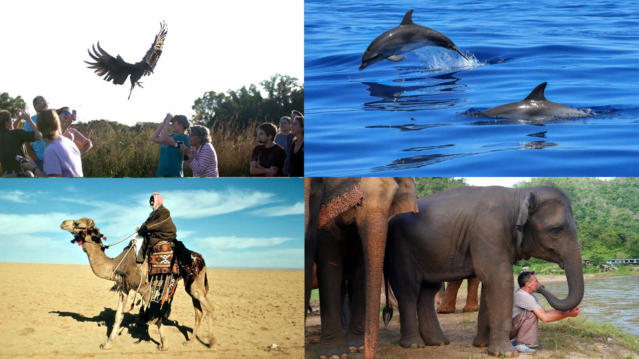 Most Faithful Animals: కుక్కల కంటే విశ్వాసంగా ఉండే.. ఈ 5 జంతువుల గురించి తెలుసా.. 