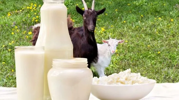 Goat Milk Advantages: మేకపాలు తాగితే ఈ తీవ్రమైన వ్యాధులు నయం.!