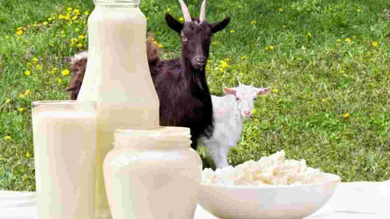 Goat Milk Advantages: మేకపాలు తాగితే ఈ తీవ్రమైన వ్యాధులు నయం.!