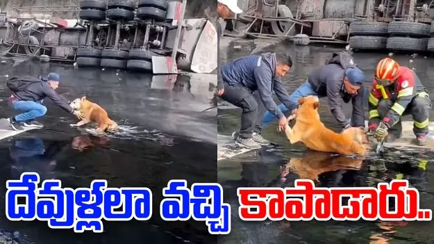 Heartwarming Viral Video: తారులో చిక్కి విలవిల్లాడిన కుక్క.. దేవుళ్లలా వచ్చి.. 