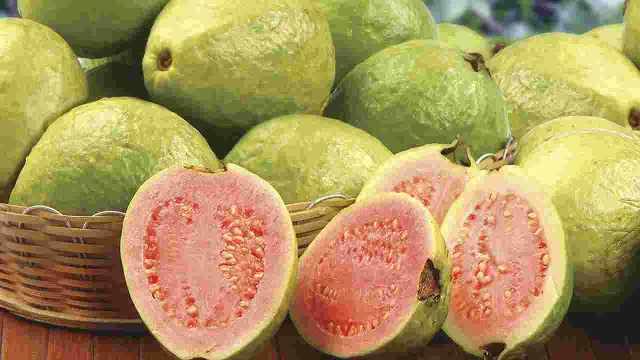 Guava for Weight Loss: బరువు తగ్గడానికి ఖాళీ కడుపుతో ఈ పండు తింటే అద్భుతమైన ఫలితాలు.. !