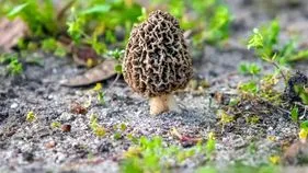 Gucchi Mushrooms: కిలో పుట్టగొడుగులు ఎంతంటే.. ధర తెలిస్తే షాక్ అవ్వాల్సిందే..