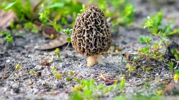 Gucchi Mushrooms: కిలో పుట్టగొడుగులు ఎంతంటే.. ధర తెలిస్తే షాక్ అవ్వాల్సిందే..