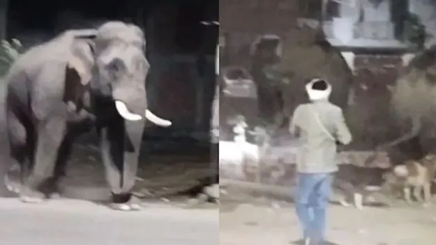 Elephants-Haridwar: హైవేపై అడవి ఏనుగులు.. స్తంభించిన ట్రాఫిక్