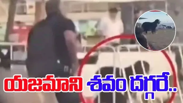 Heartbreaking Footage: బోండి బీచ్ ఉదంతం.. ఈ కుక్క వీడియో చూస్తే కన్నీళ్లు ఆగవు.. 